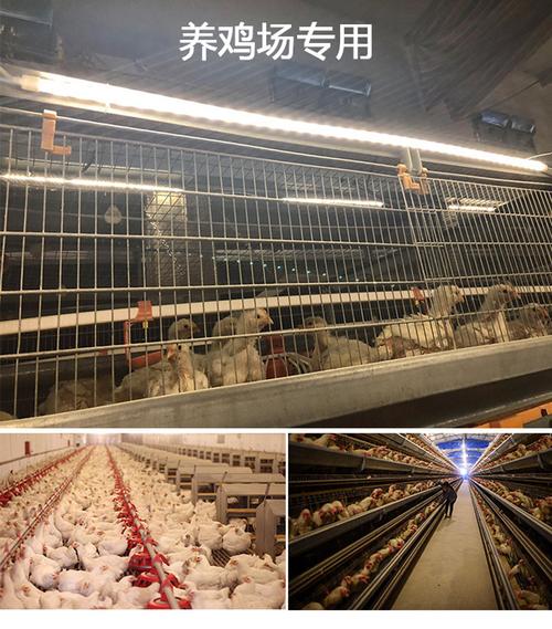 养鸡场照明专用可调光低压dc36v-52v防水t5 led灯管家禽养殖灯