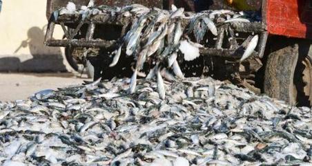 非洲正成为全球鱼油和鱼粉的重要出口来源地