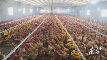 打造中国水禽种业“芯片” 省农科院助力惠来农业产业链发展